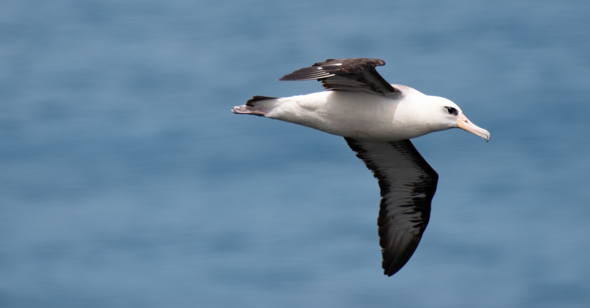 Laysan Albatross - ML621457076