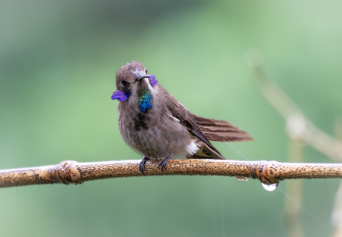 Brown Violetear - ML621457078