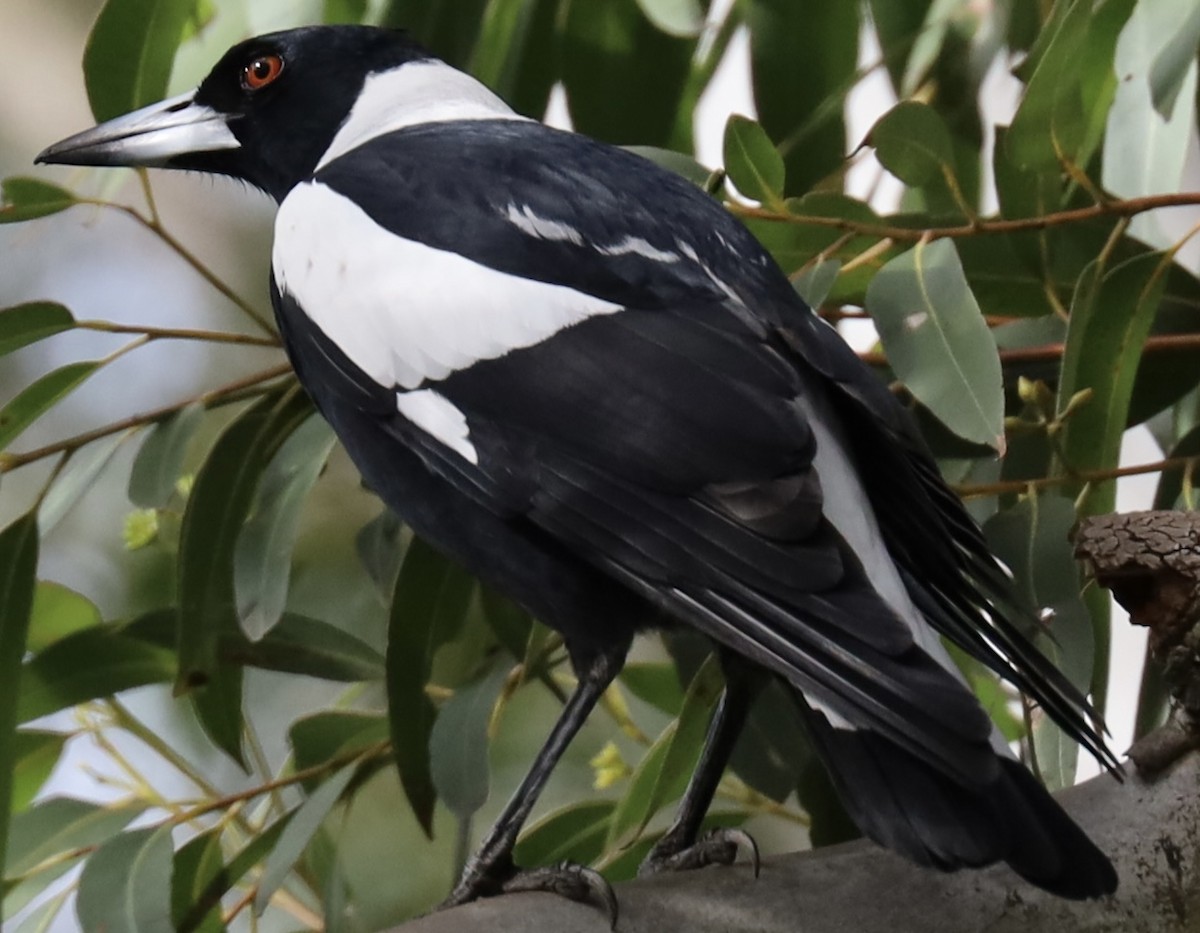 Australian Magpie - ML621457080