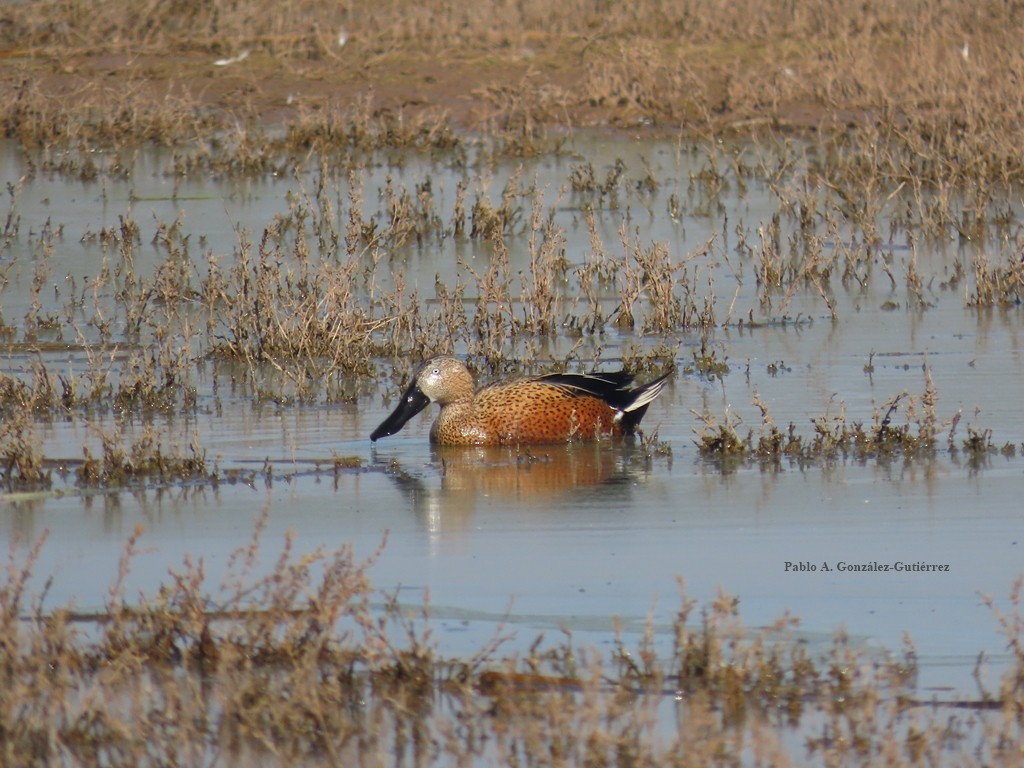 Red Shoveler - ML621457099