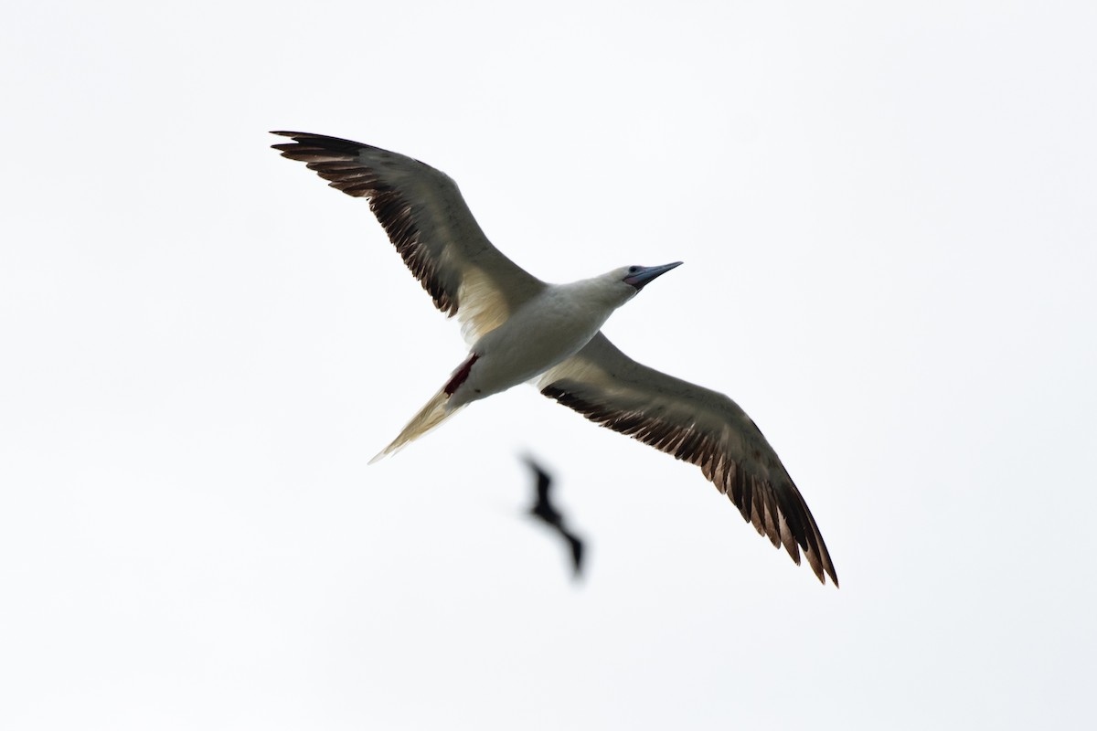 Red-footed Booby - ML621457102