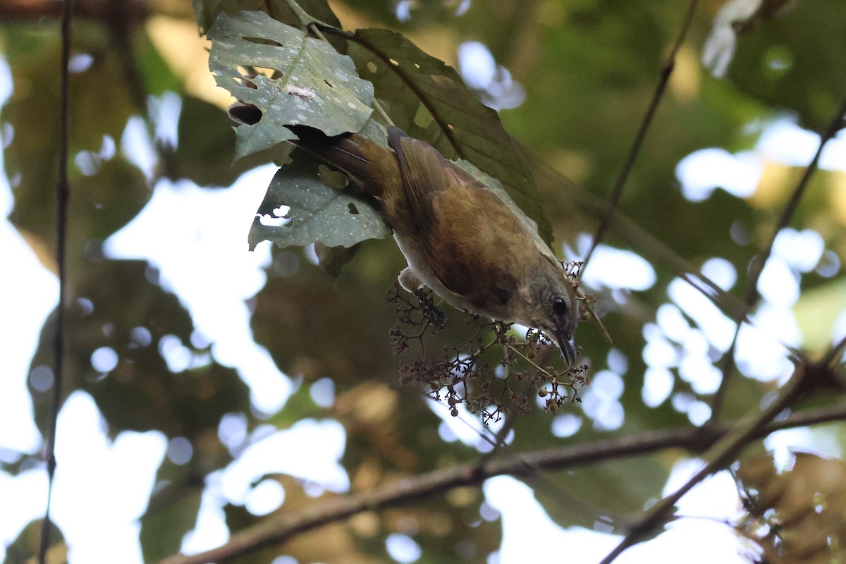 Slender-billed Greenbul - ML621457114