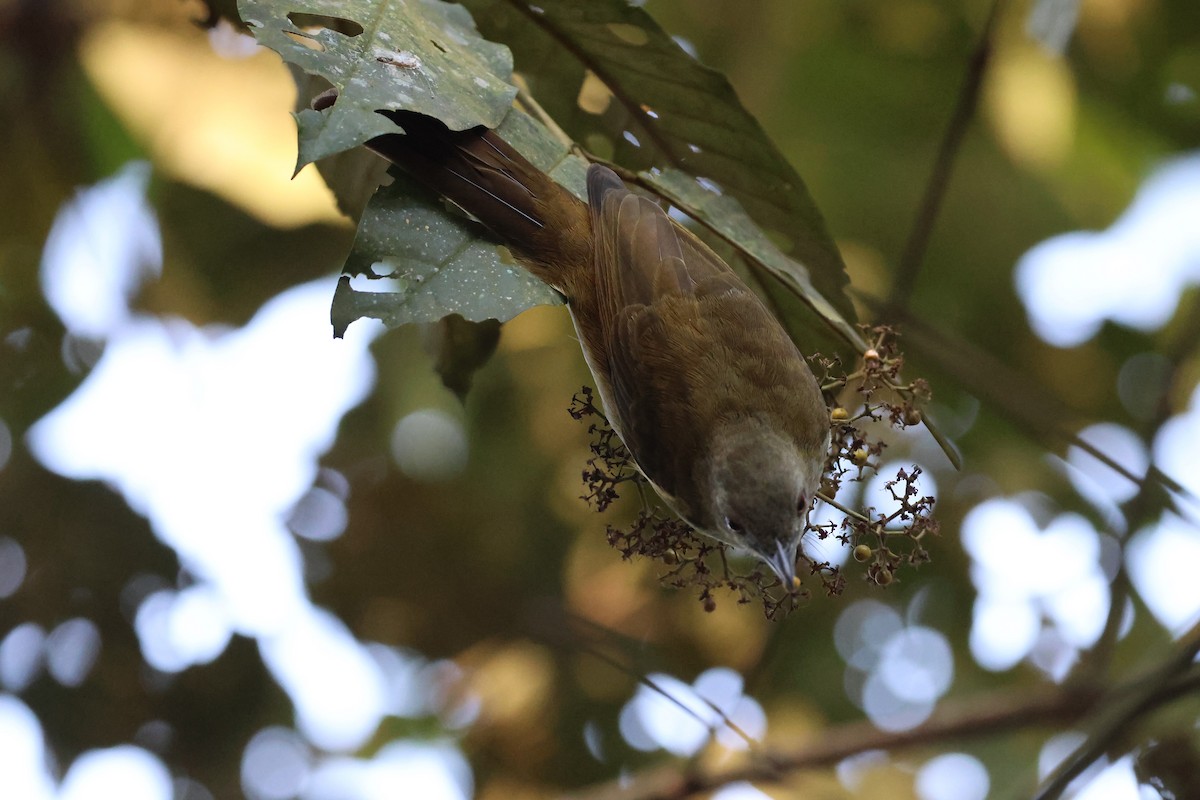 Slender-billed Greenbul - ML621457121