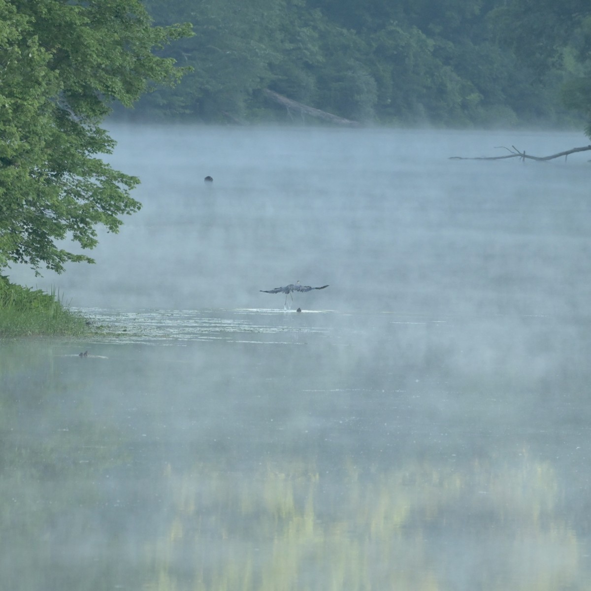 Great Blue Heron - ML621457122