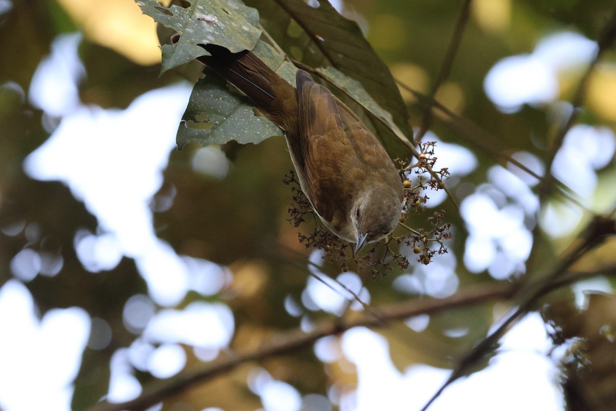 Slender-billed Greenbul - ML621457128