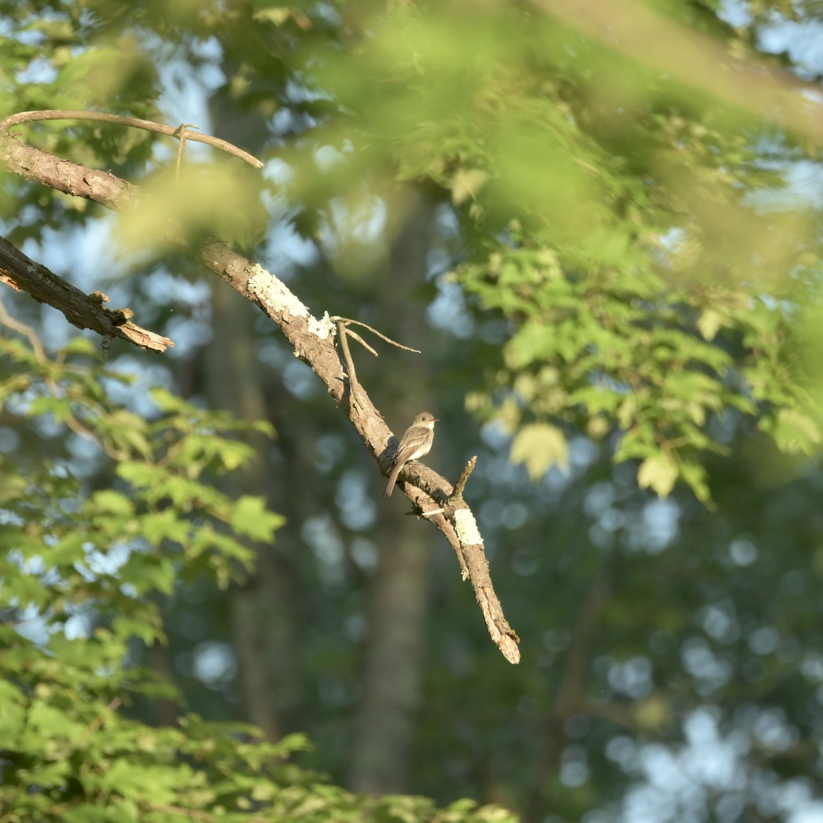 Eastern Wood-Pewee - ML621457131