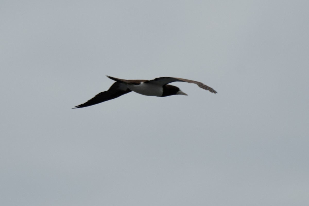 Brown Booby - Samantha Wilber