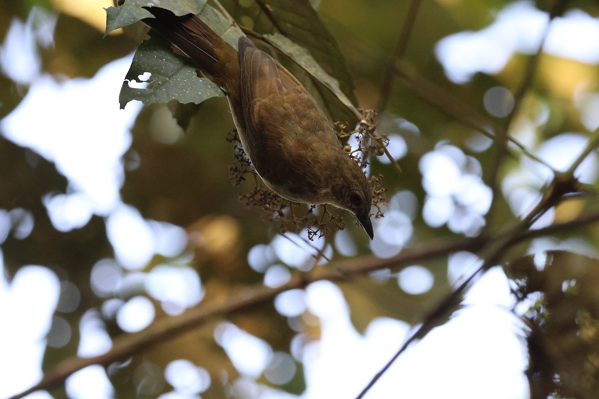 Slender-billed Greenbul - ML621457135