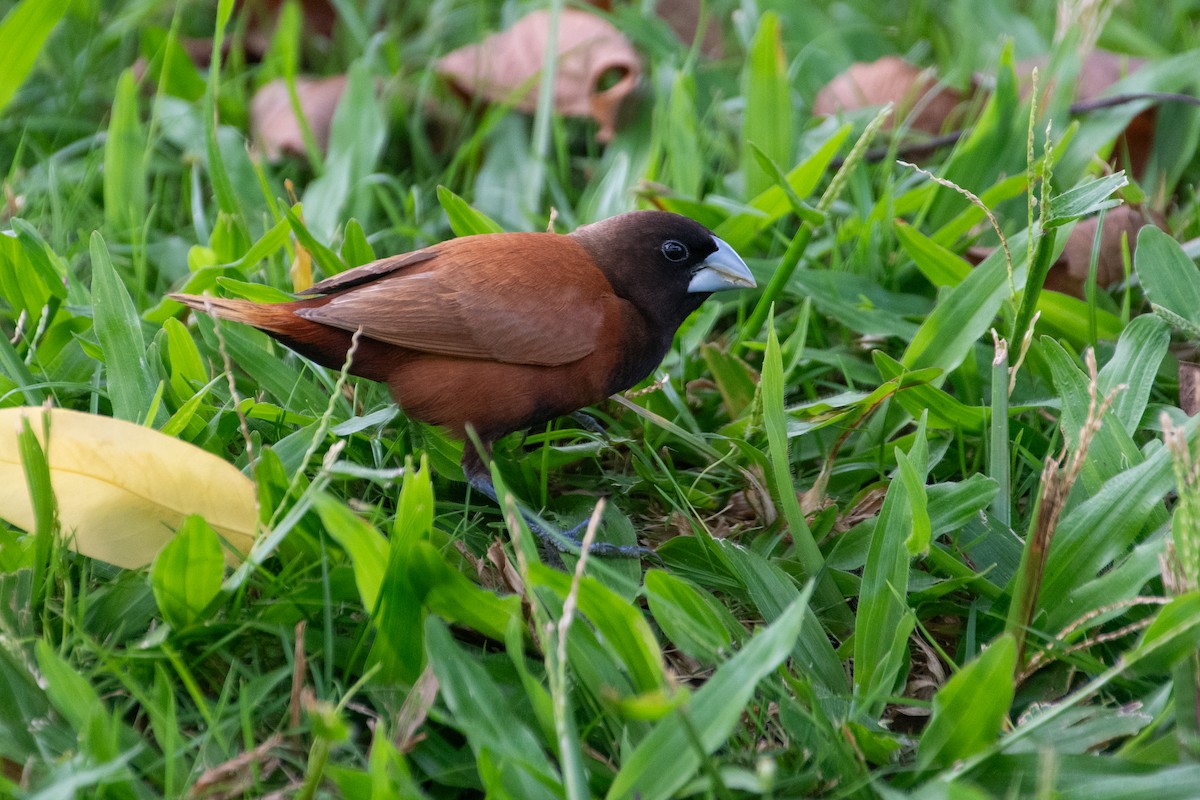 Chestnut Munia - ML621457162