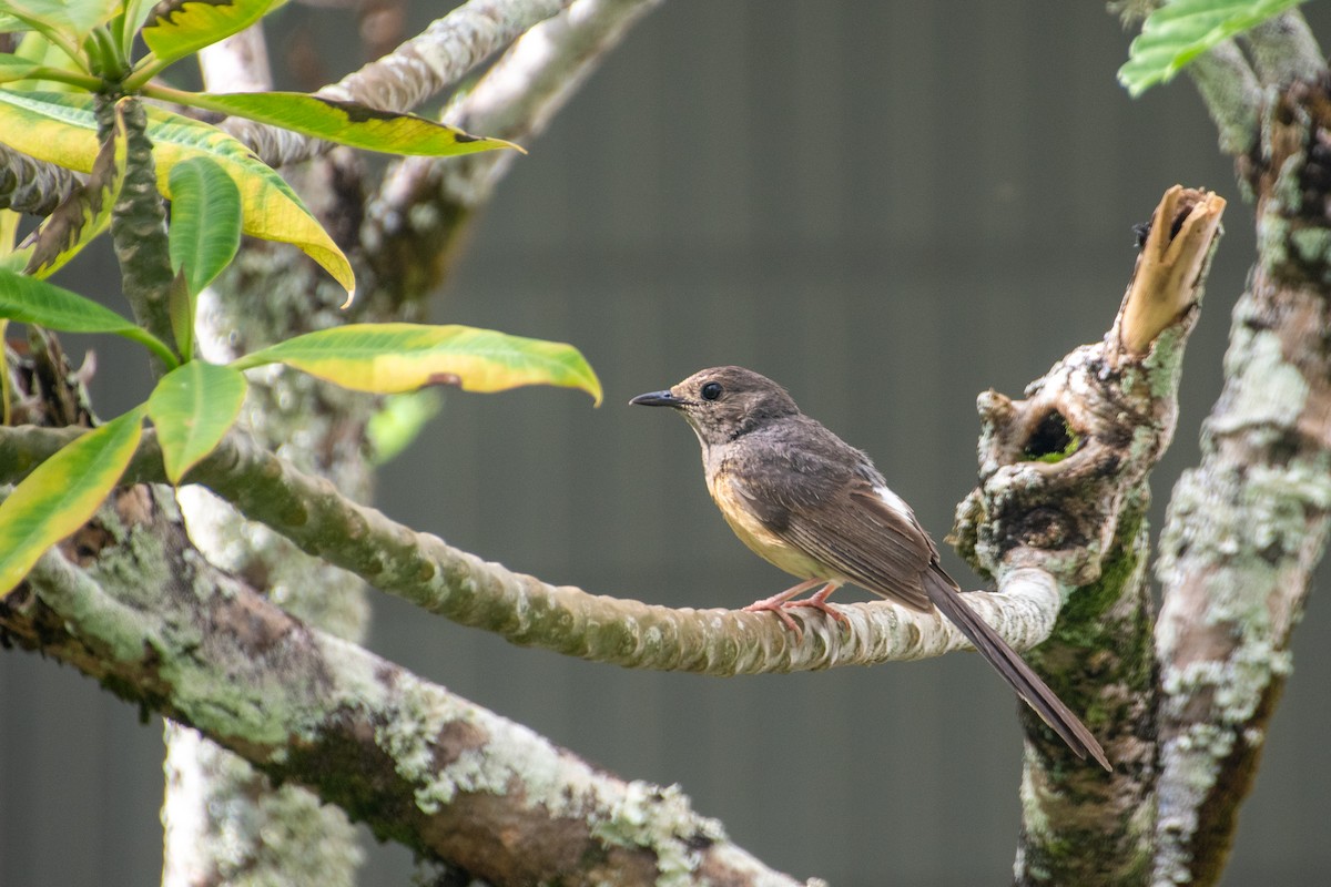 White-rumped Shama - ML621457172