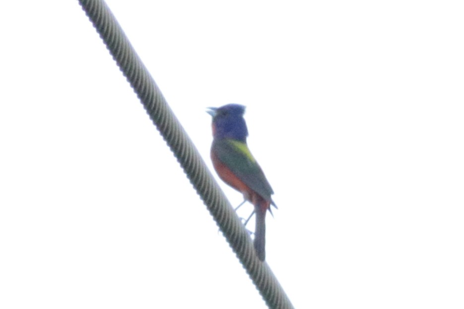 Painted Bunting - ML621457187