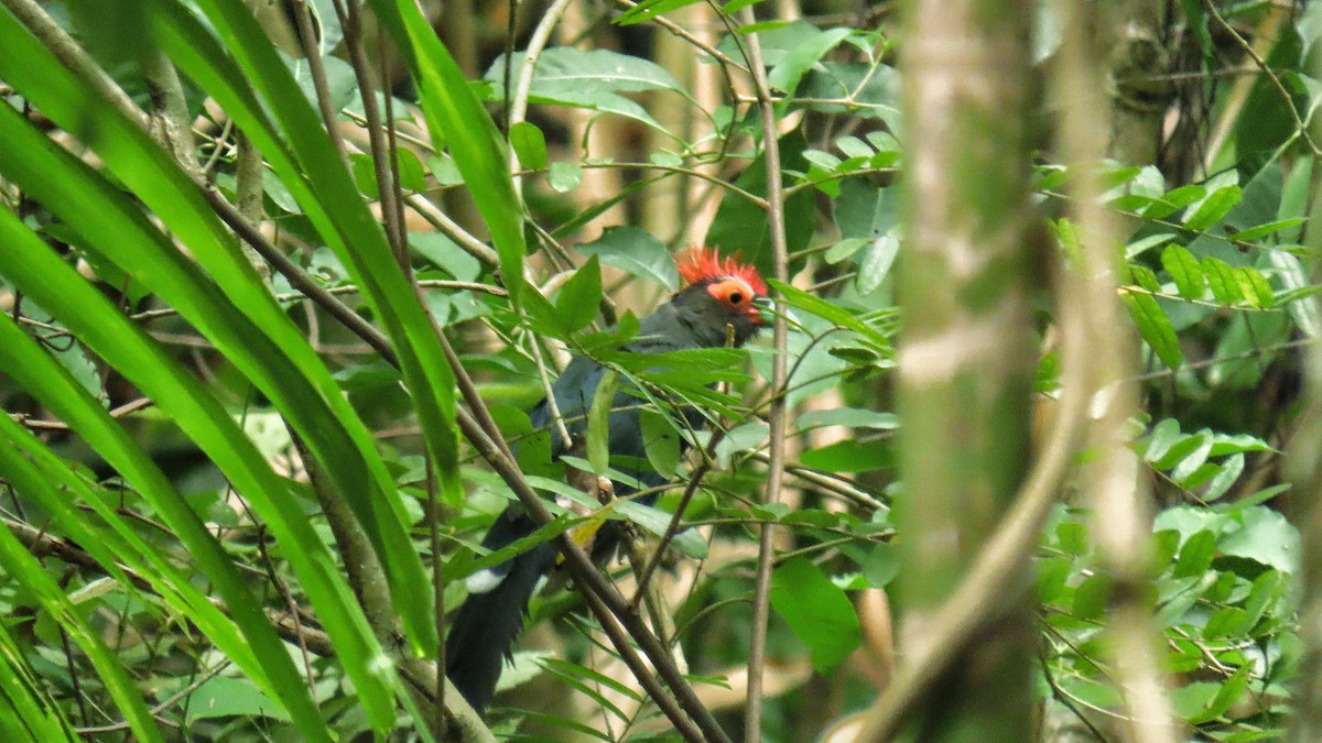 Red-crested Malkoha - ML621457204