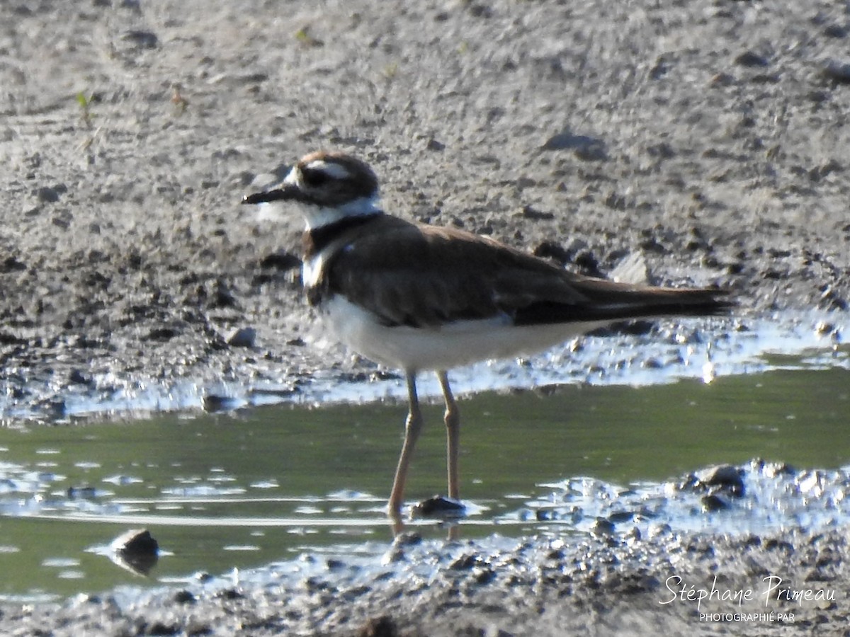 Killdeer - ML621457227