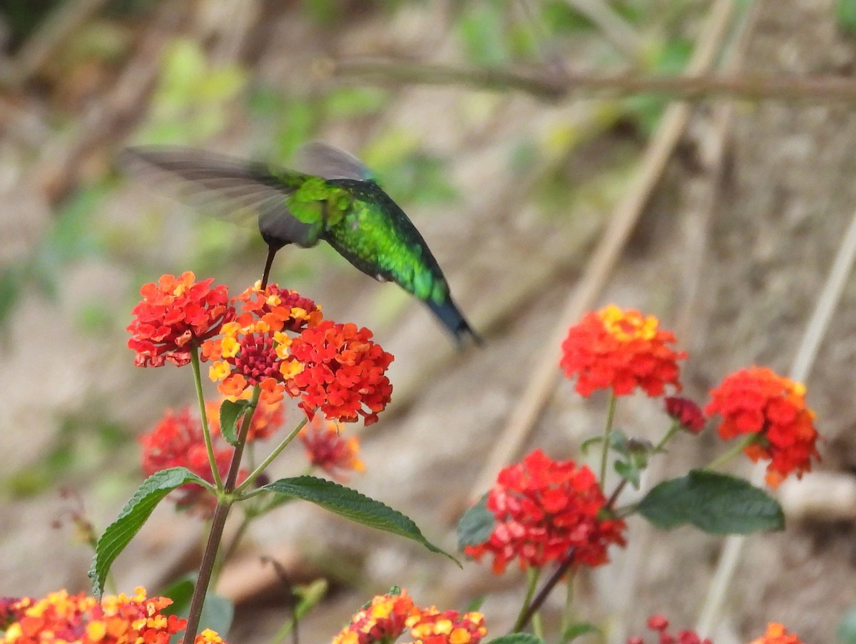 Western Emerald - Kevin Seymour