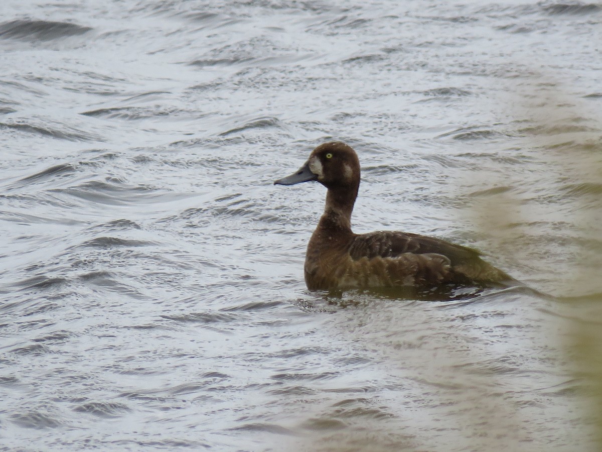 Greater Scaup - ML621457548