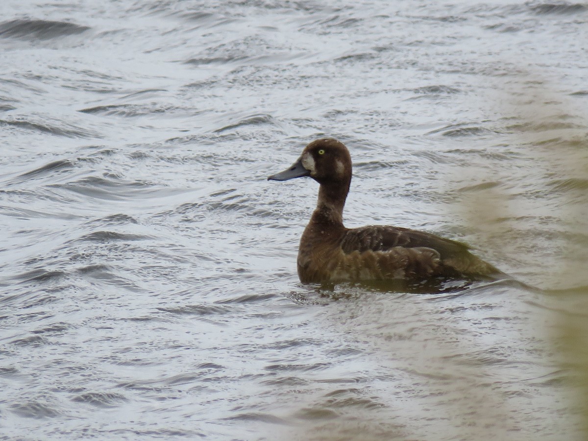 Greater Scaup - Marcelo Olivares Herrera