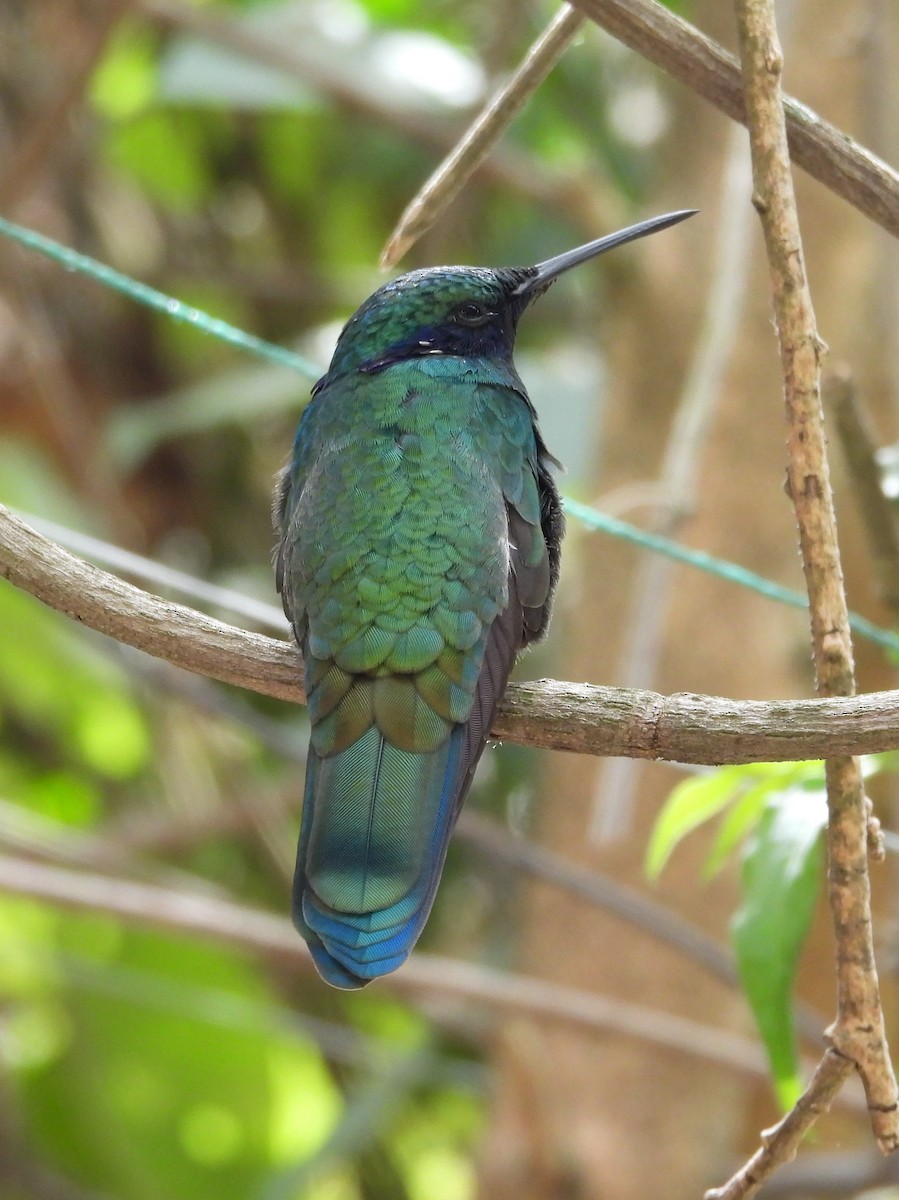 Sparkling Violetear - ML621457598