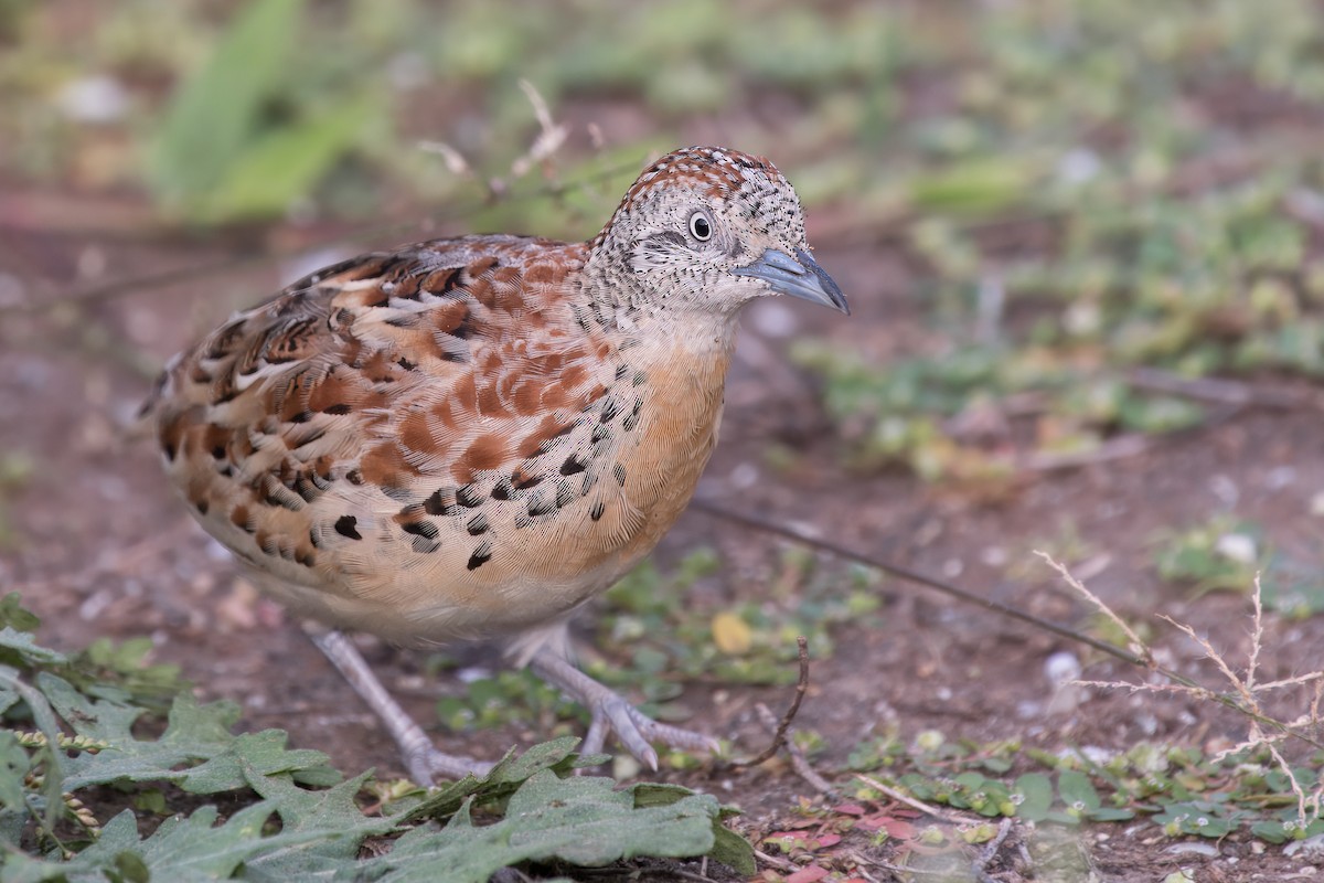 Small Buttonquail - ML621457764