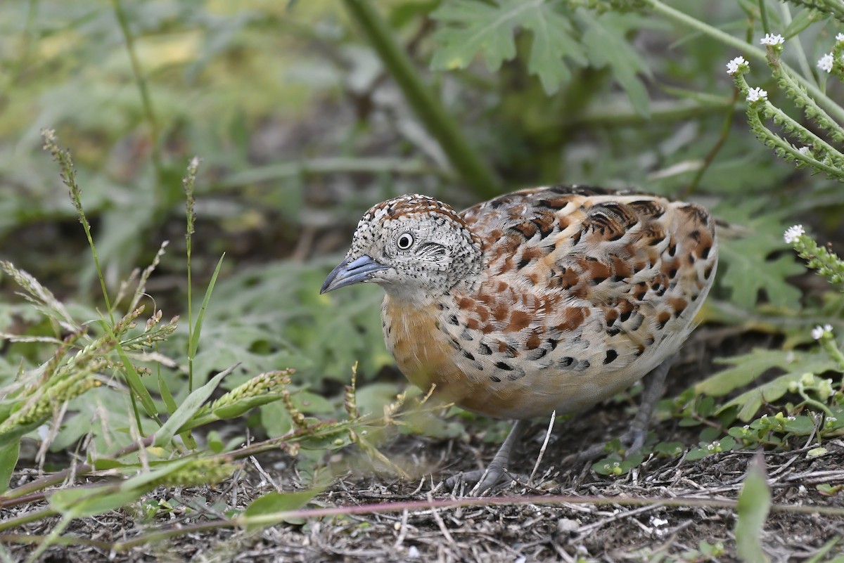 Small Buttonquail - ML621457766