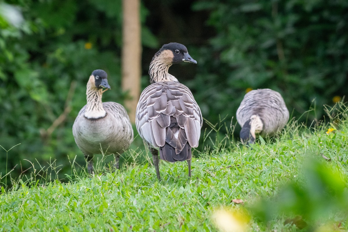 Hawaiian Goose - ML621457787