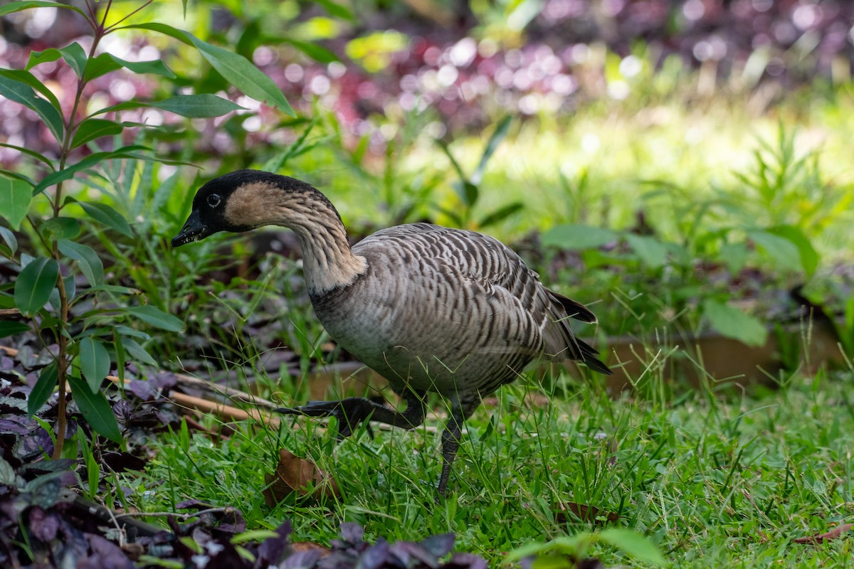 Hawaiian Goose - ML621457789