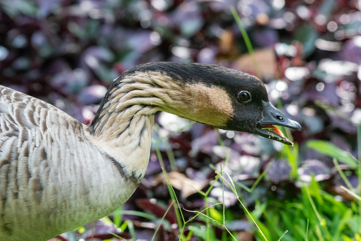 Hawaiian Goose - ML621457790