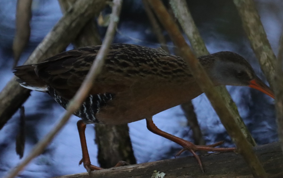 Virginia Rail - Juli deGrummond