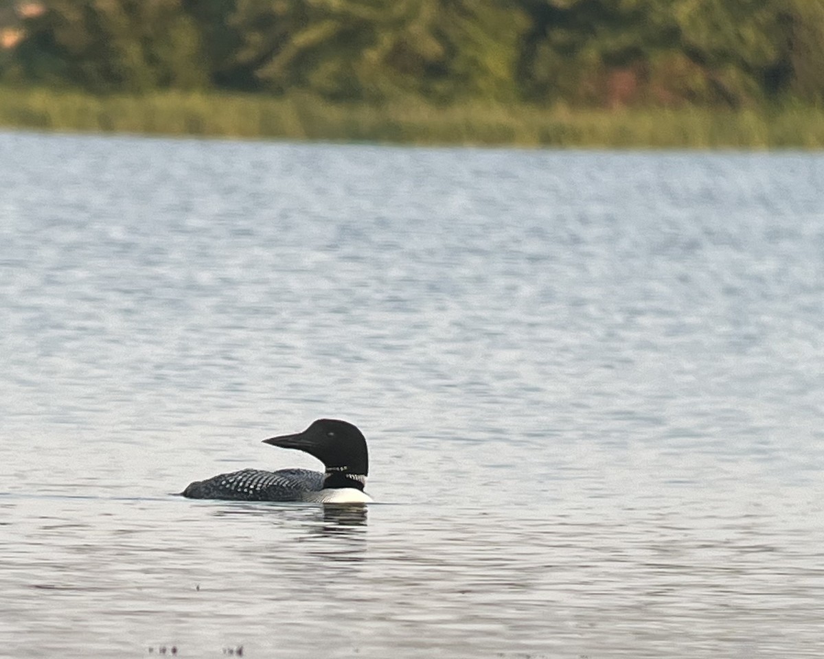 Common Loon - ML621457902