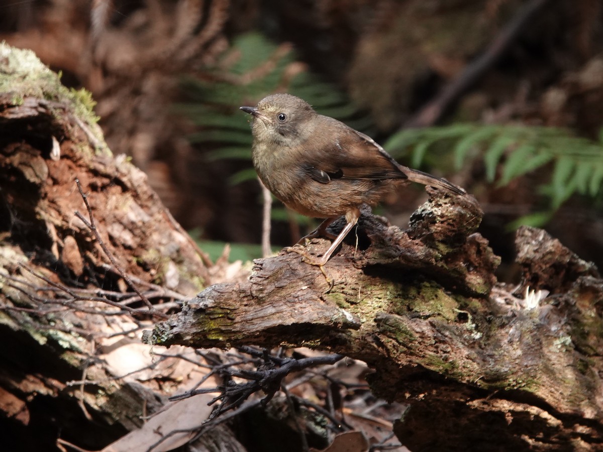 Tasmanian Scrubwren - ML621457977