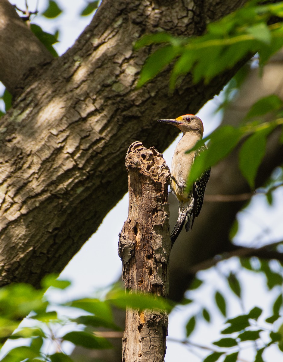 Golden-fronted Woodpecker - ML621458026