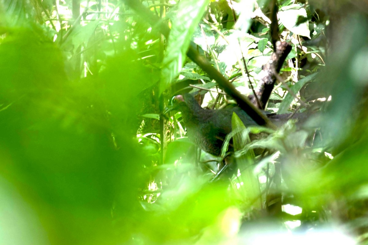 Sumatran Ground-Cuckoo - ML621458102