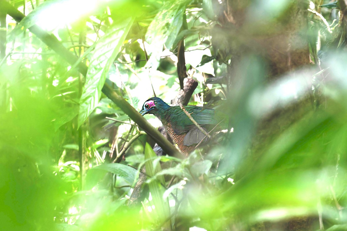 Sumatran Ground-Cuckoo - ML621458103