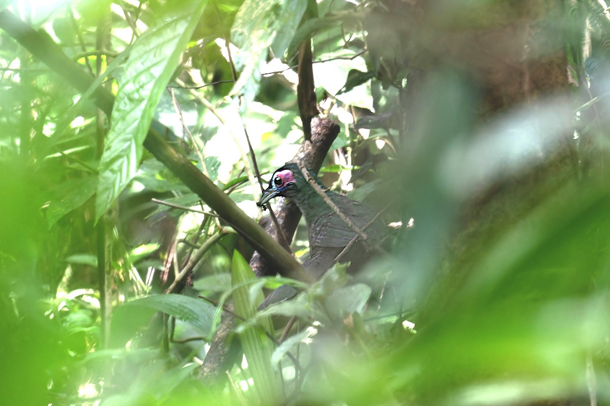 Sumatran Ground-Cuckoo - ML621458104