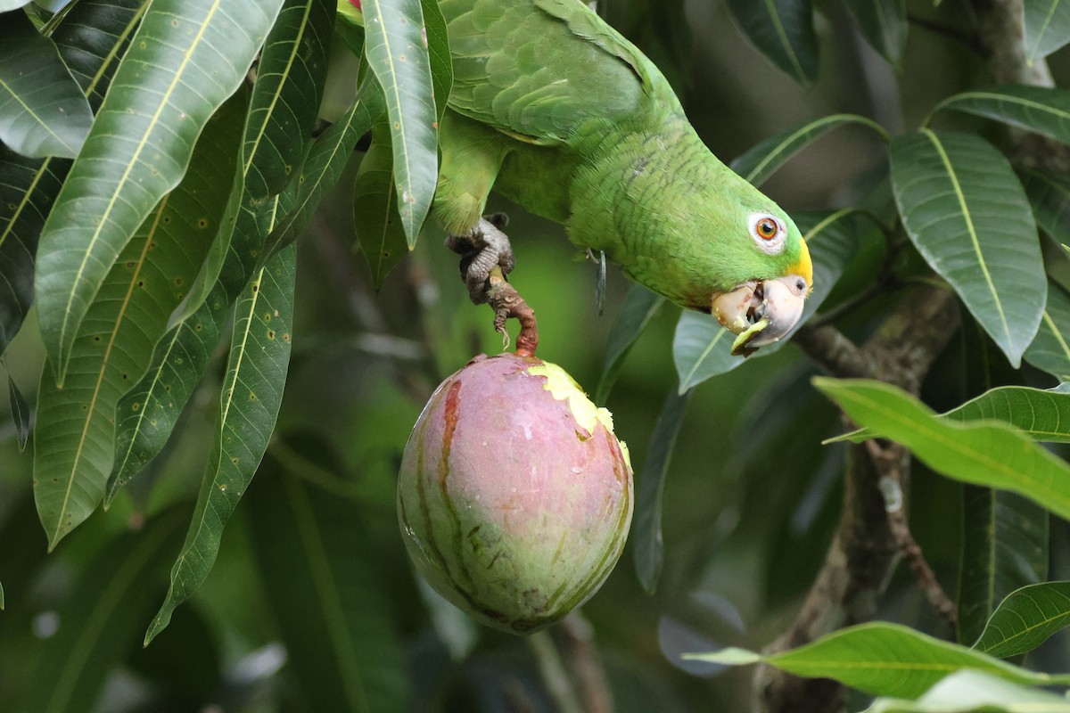 Yellow-crowned Amazon - ML621458134