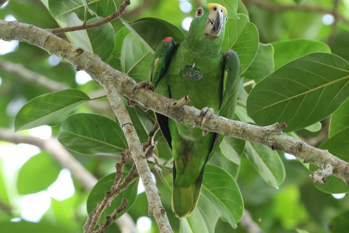 Yellow-crowned Amazon - ML621458135