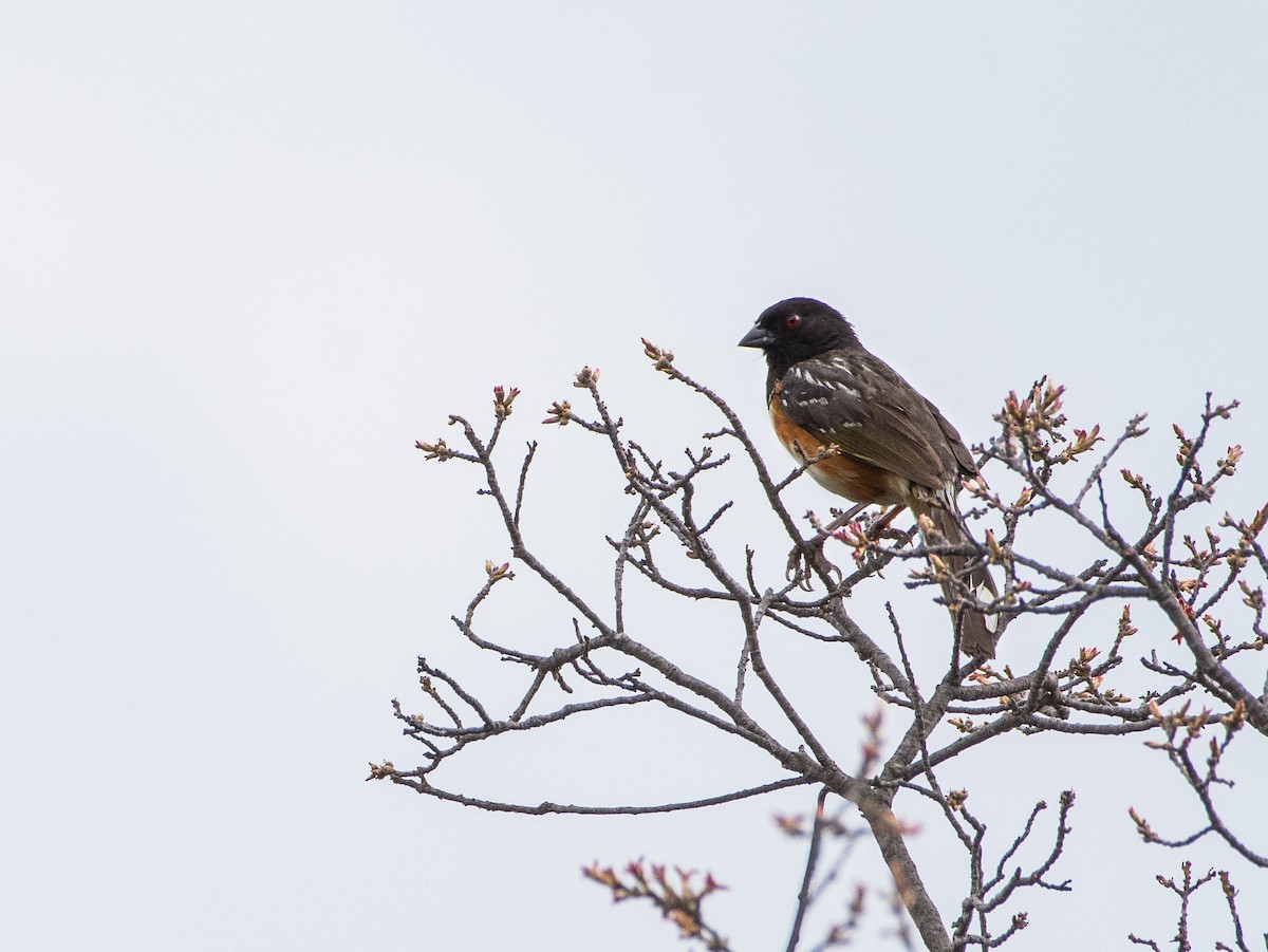 Spotted Towhee - ML621458150