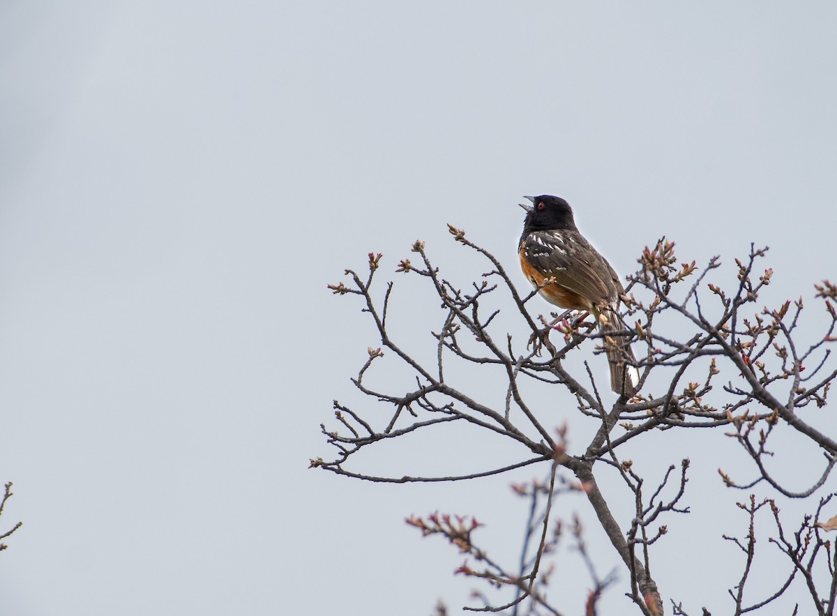 Spotted Towhee - ML621458151