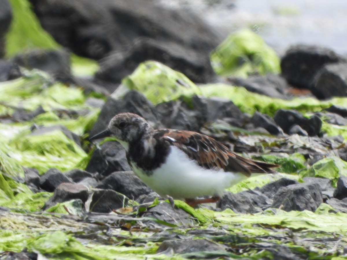 Ruddy Turnstone - ML621458159