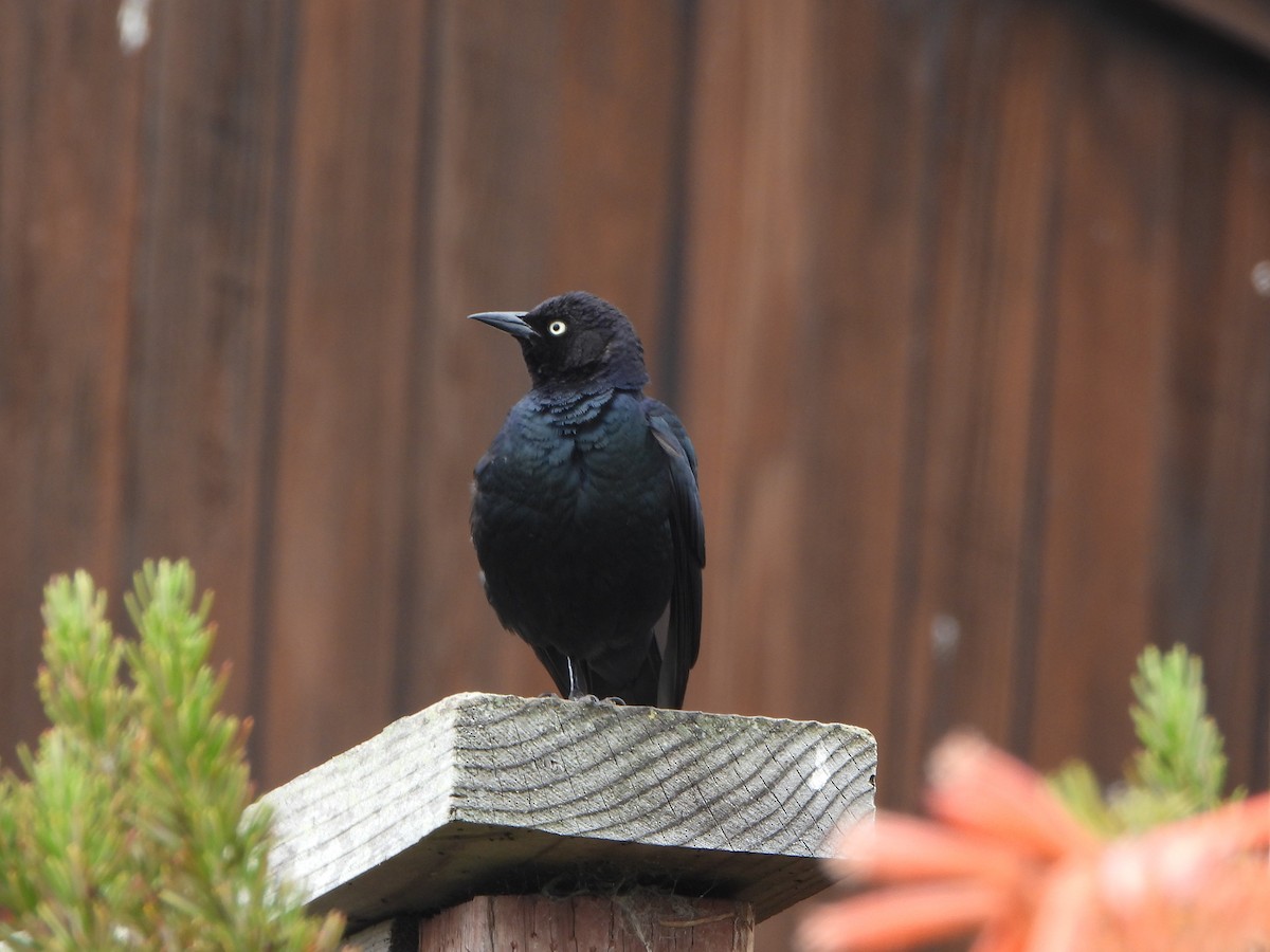 Brewer's Blackbird - Lynne Craft