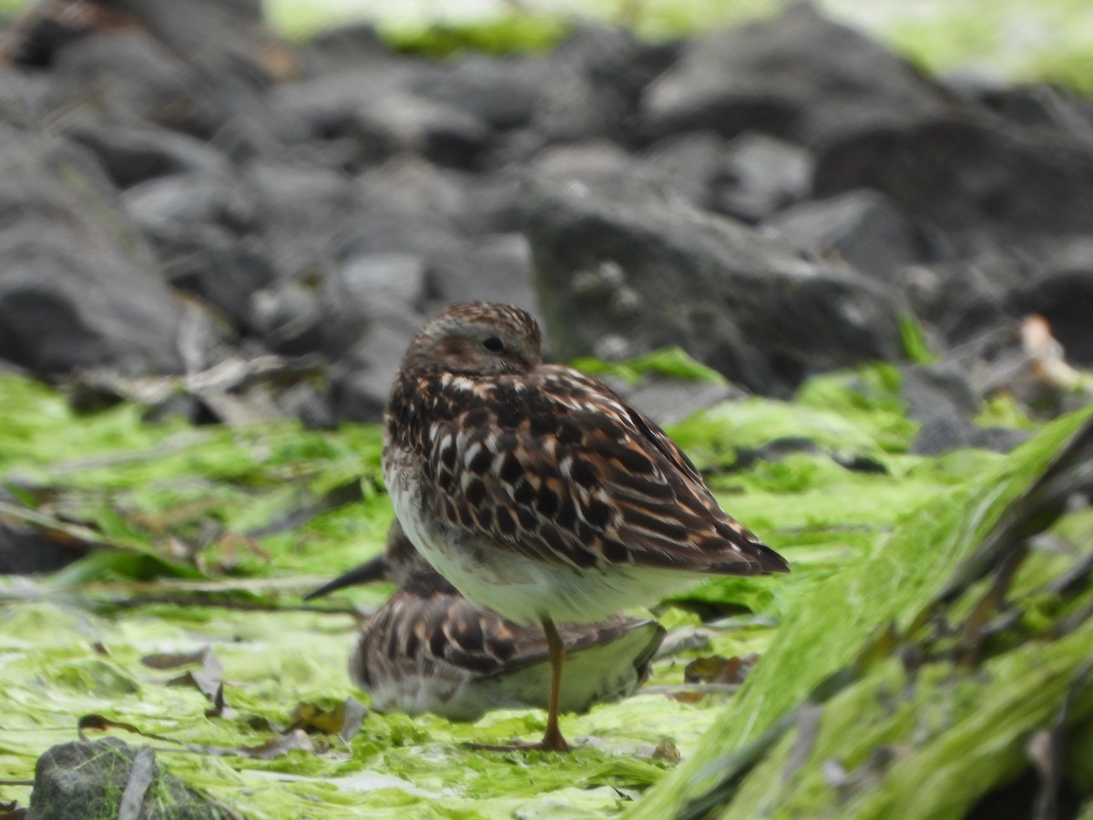 Least Sandpiper - ML621458237