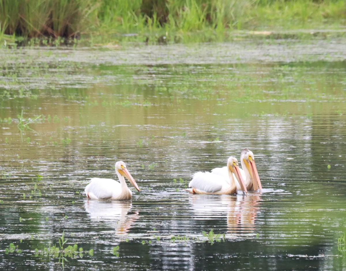 American White Pelican - ML621458266