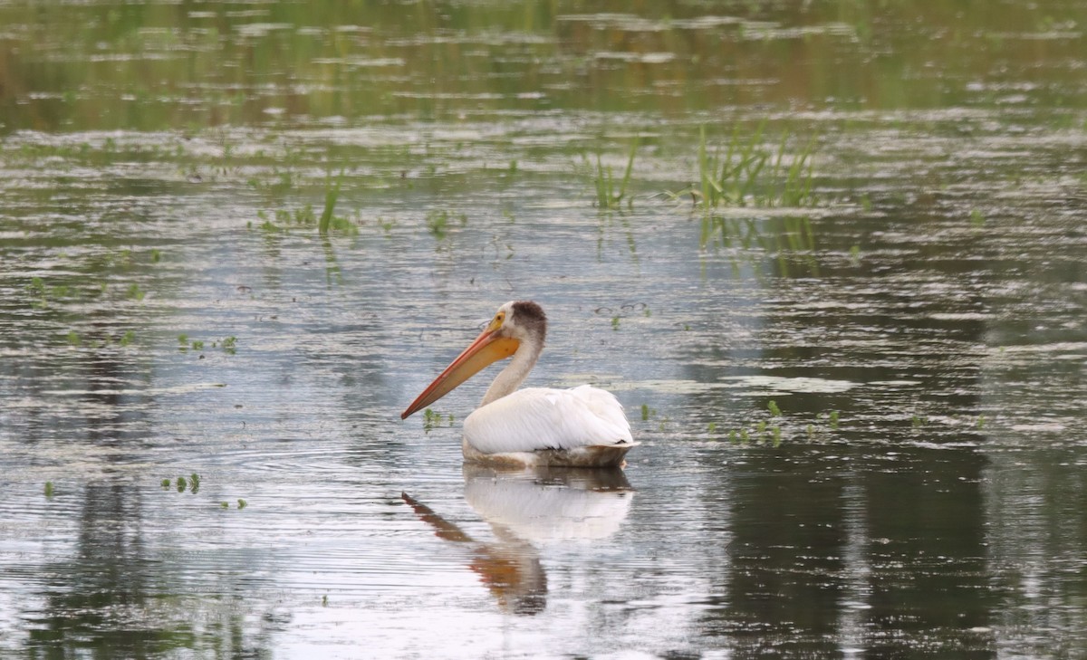 American White Pelican - ML621458267