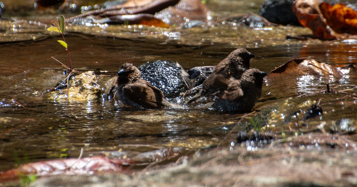 Scaly-breasted Munia - ML621458312