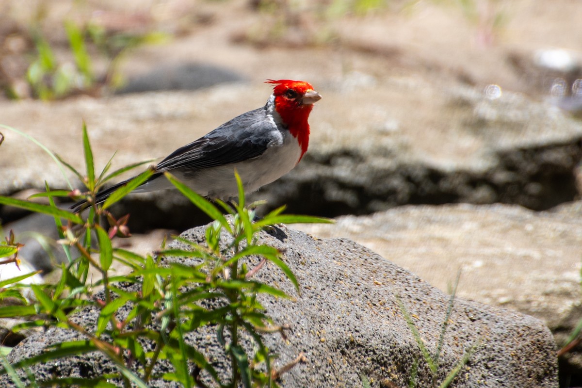 Red-crested Cardinal - ML621458314