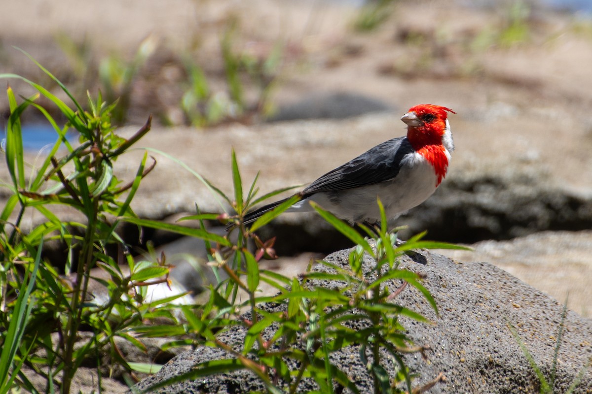 Red-crested Cardinal - ML621458315