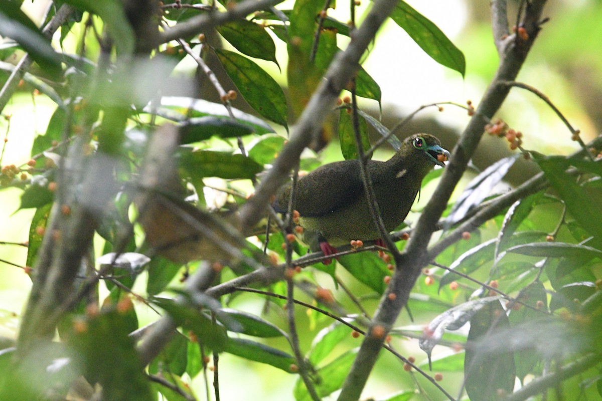 Sumatran Green-Pigeon - ML621458364