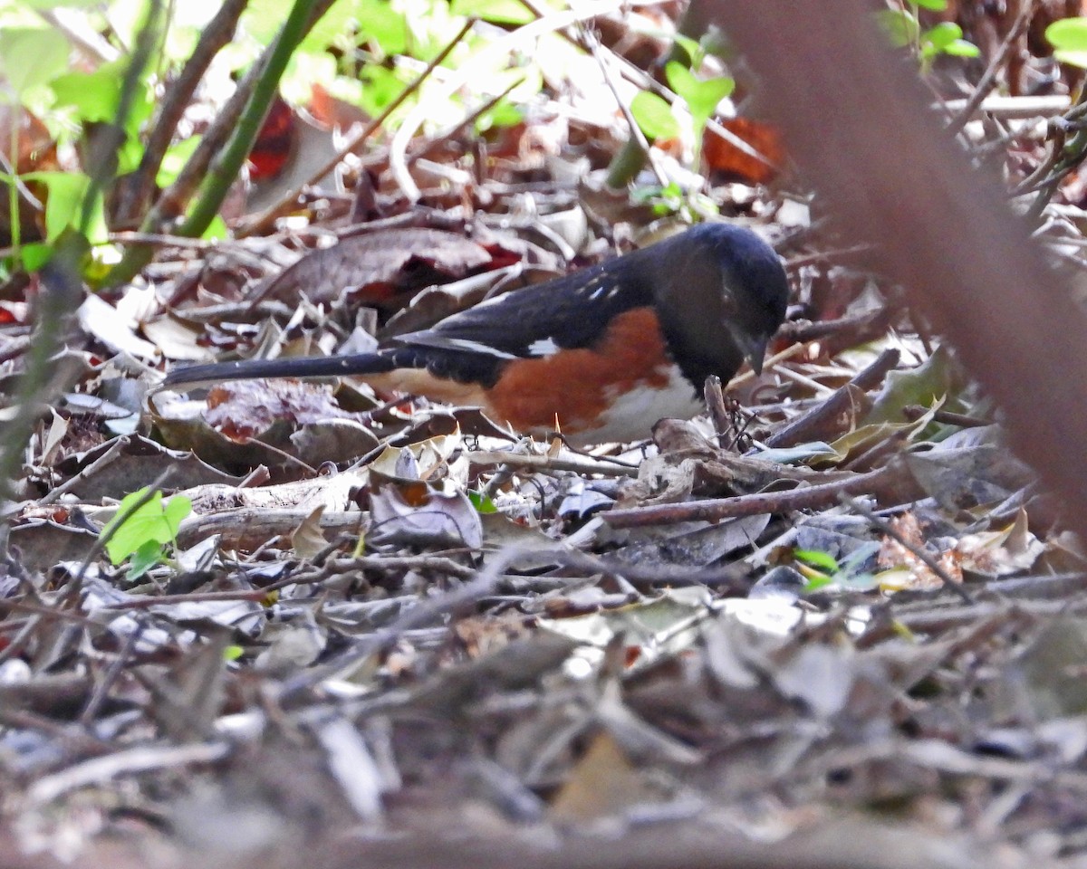 Eastern Towhee - ML621458430