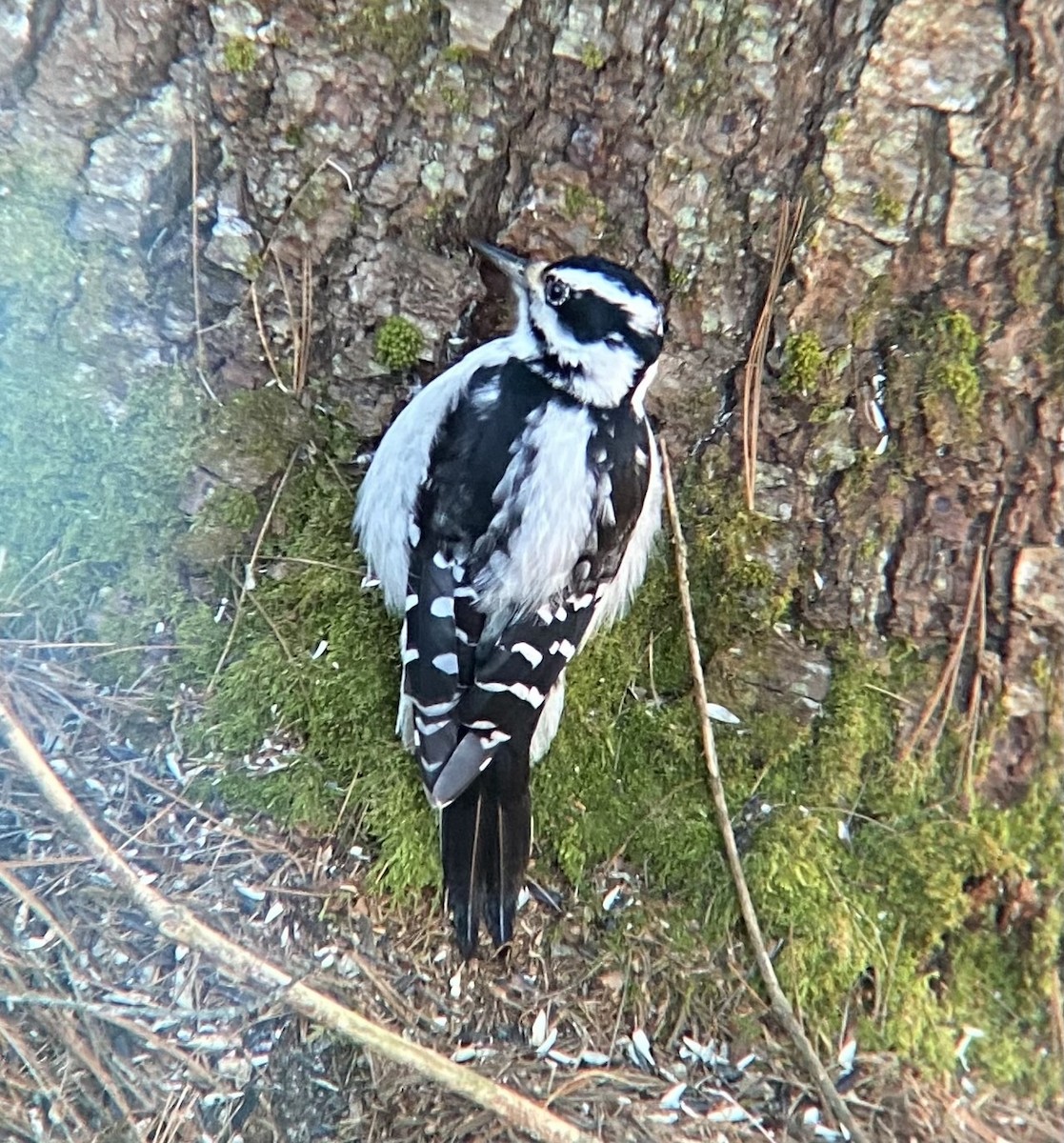 Hairy Woodpecker - ML621458648