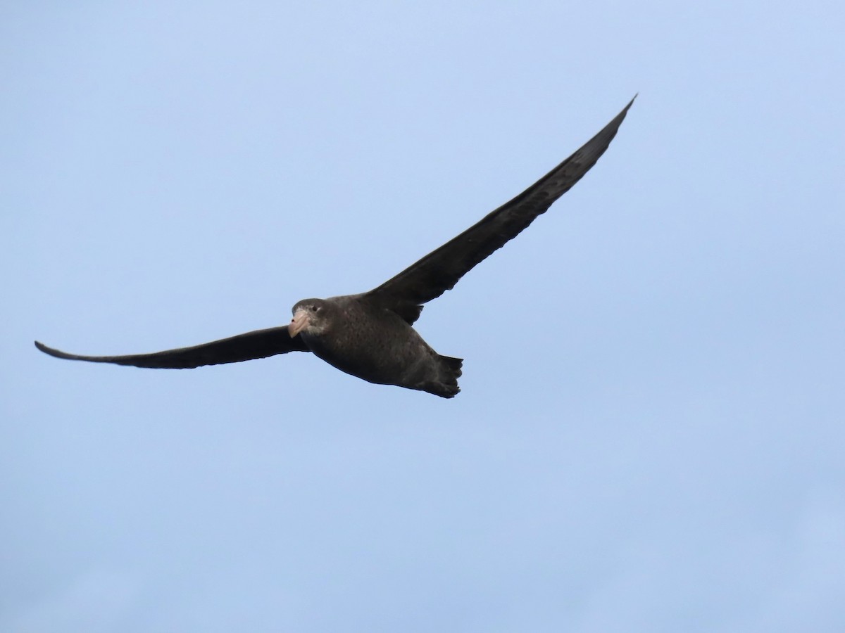 Northern Giant-Petrel - Ursula  Mitra