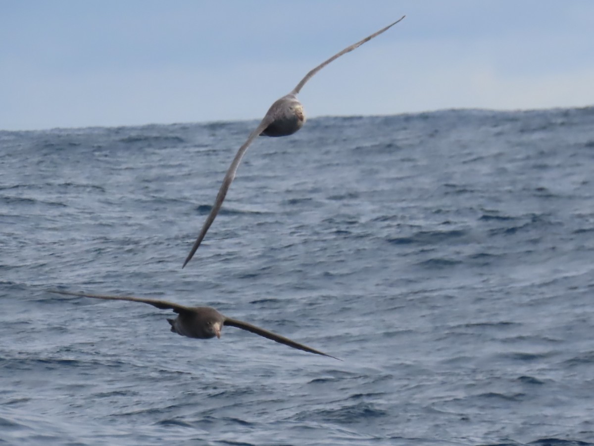 Northern Giant-Petrel - Ursula  Mitra